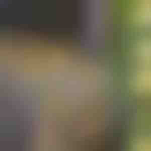 Solarne lampe sa veštačkim listovima bršljana (5 m) | LEAFGLO